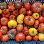 Colorful tomatoes spread within a crate.