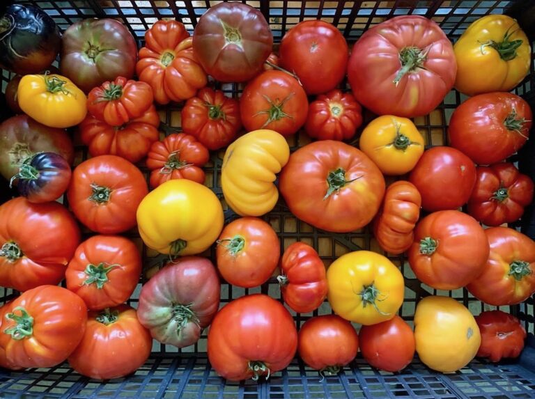 Colorful tomatoes spread within a crate.