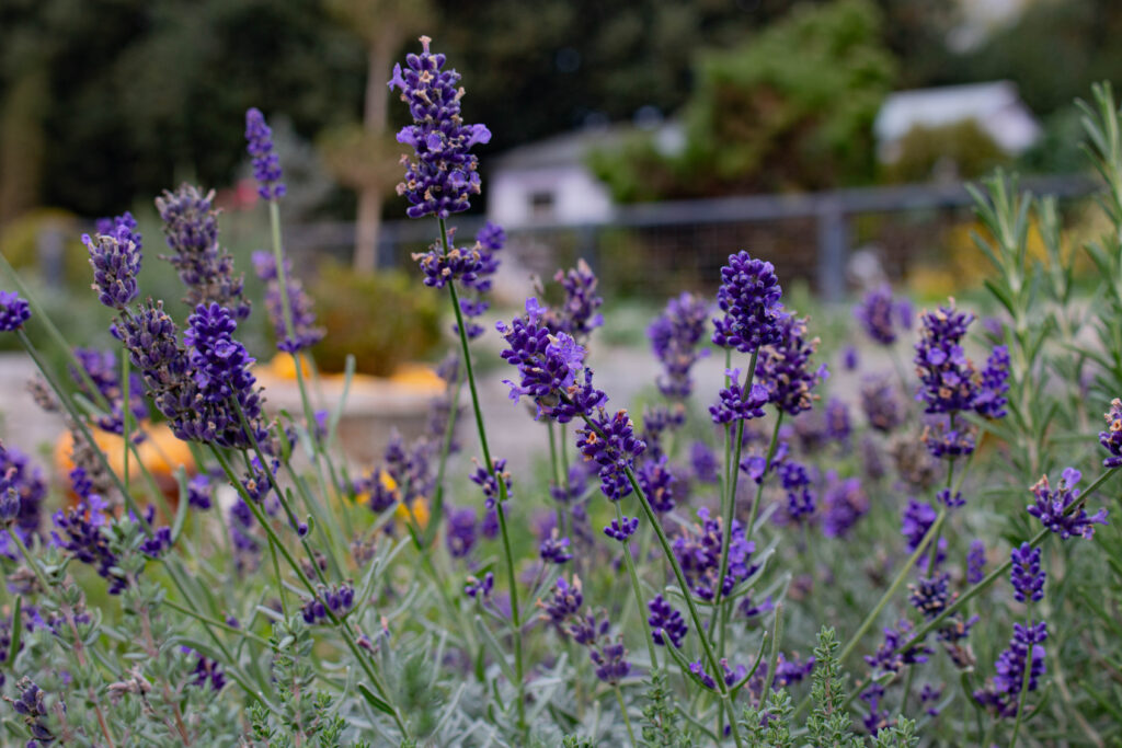 Lavender in the kitchen garden