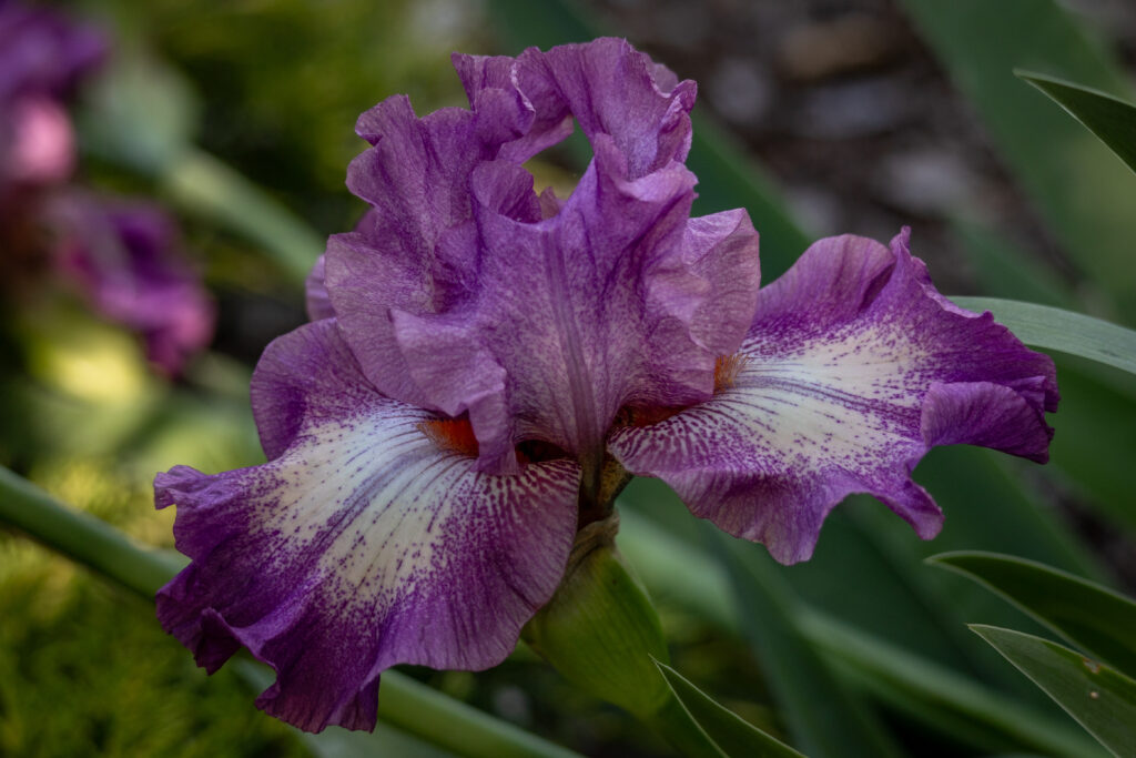 Purple and white iris