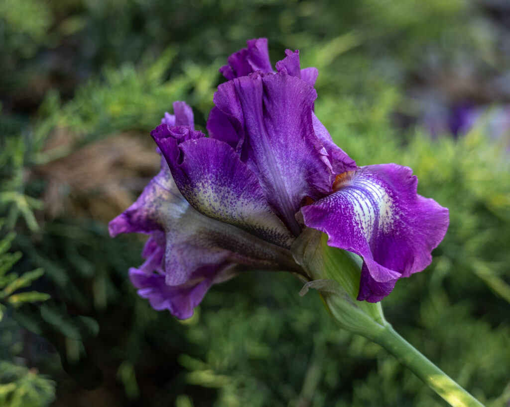 Darker purple and white iris