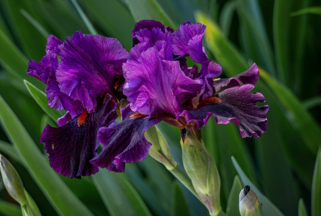 Dark purple bearded iris