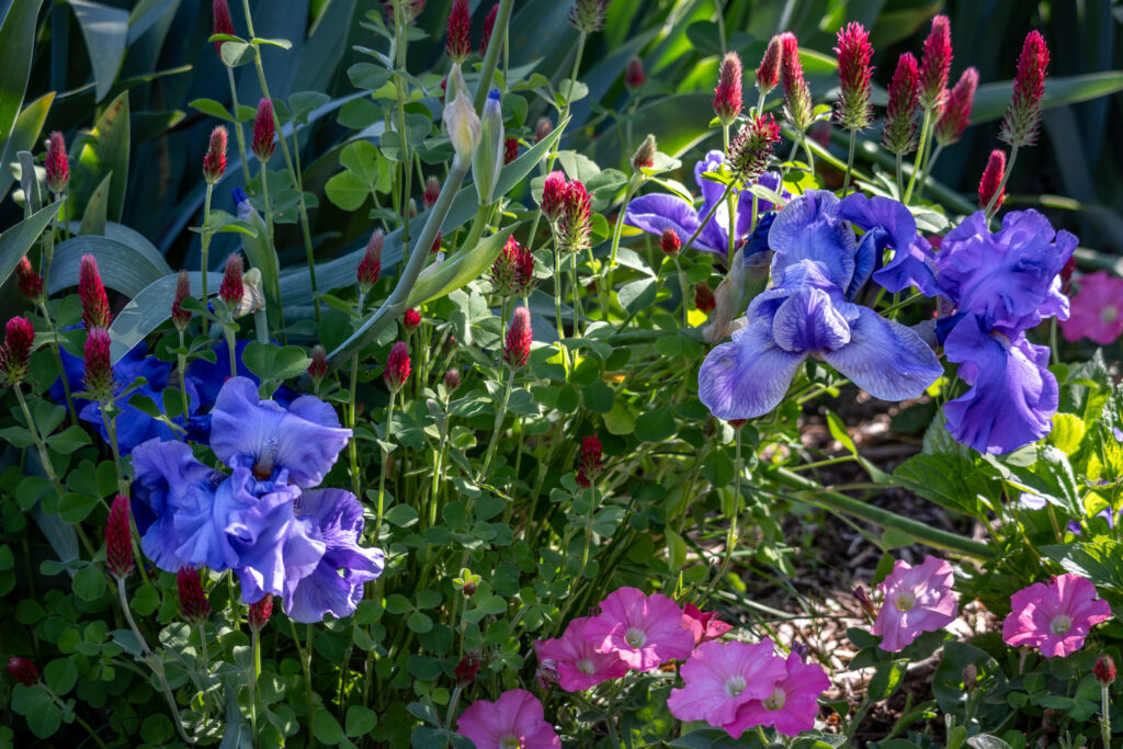 Blue irises planted with crimson clover around it