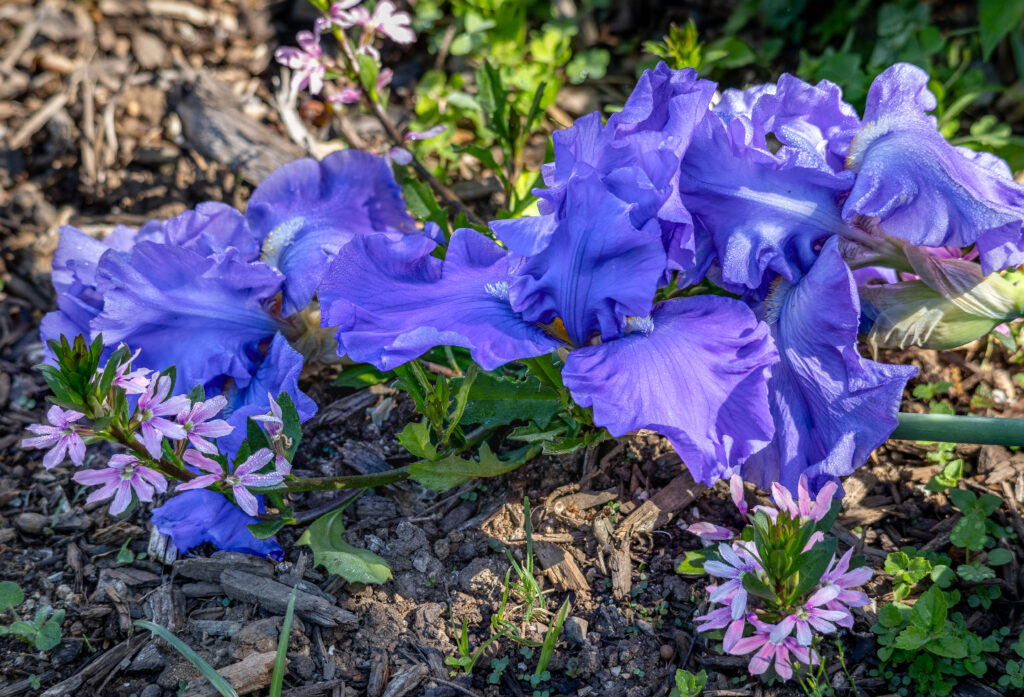 Image of blue bearded irises in a garden bed