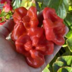 Red miniature peppers in an outstretched hand.