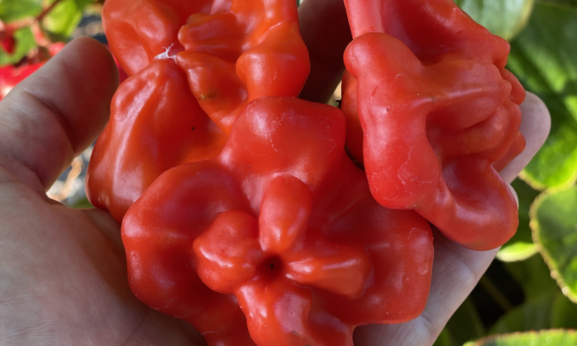 Red miniature peppers in an outstretched hand.