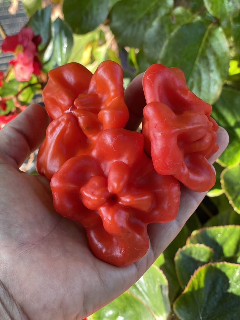 Red miniature peppers in an outstretched hand.