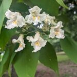 Ornamental white blooms against large green leaves.