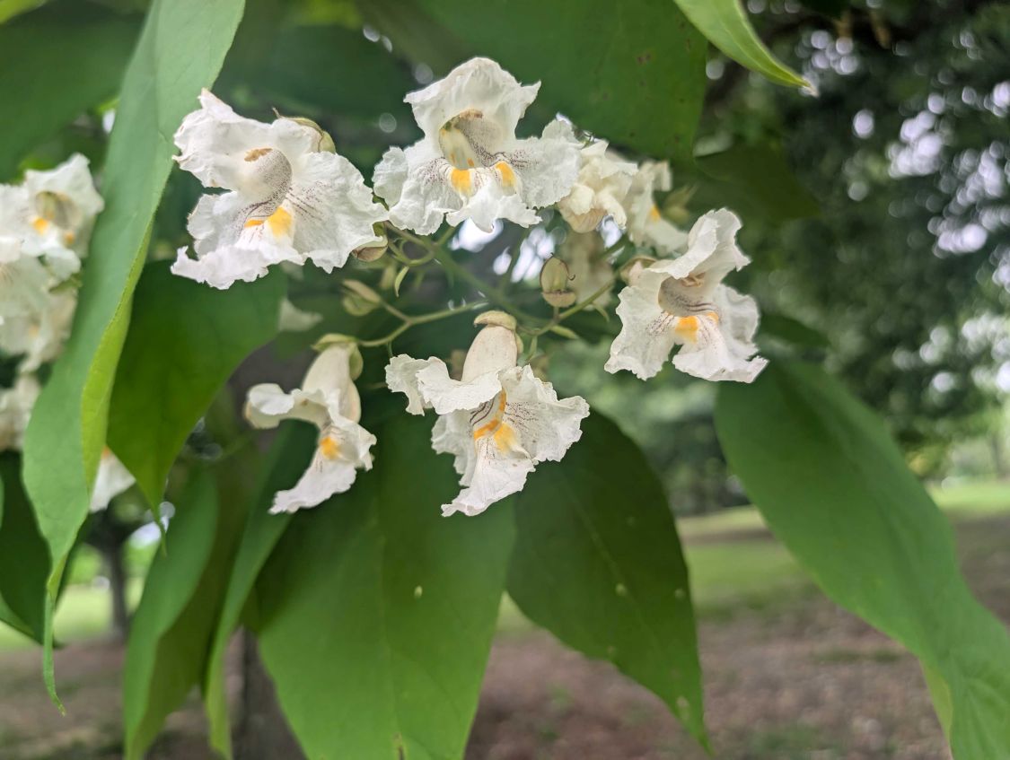 Ornamental white blooms against large green leaves.