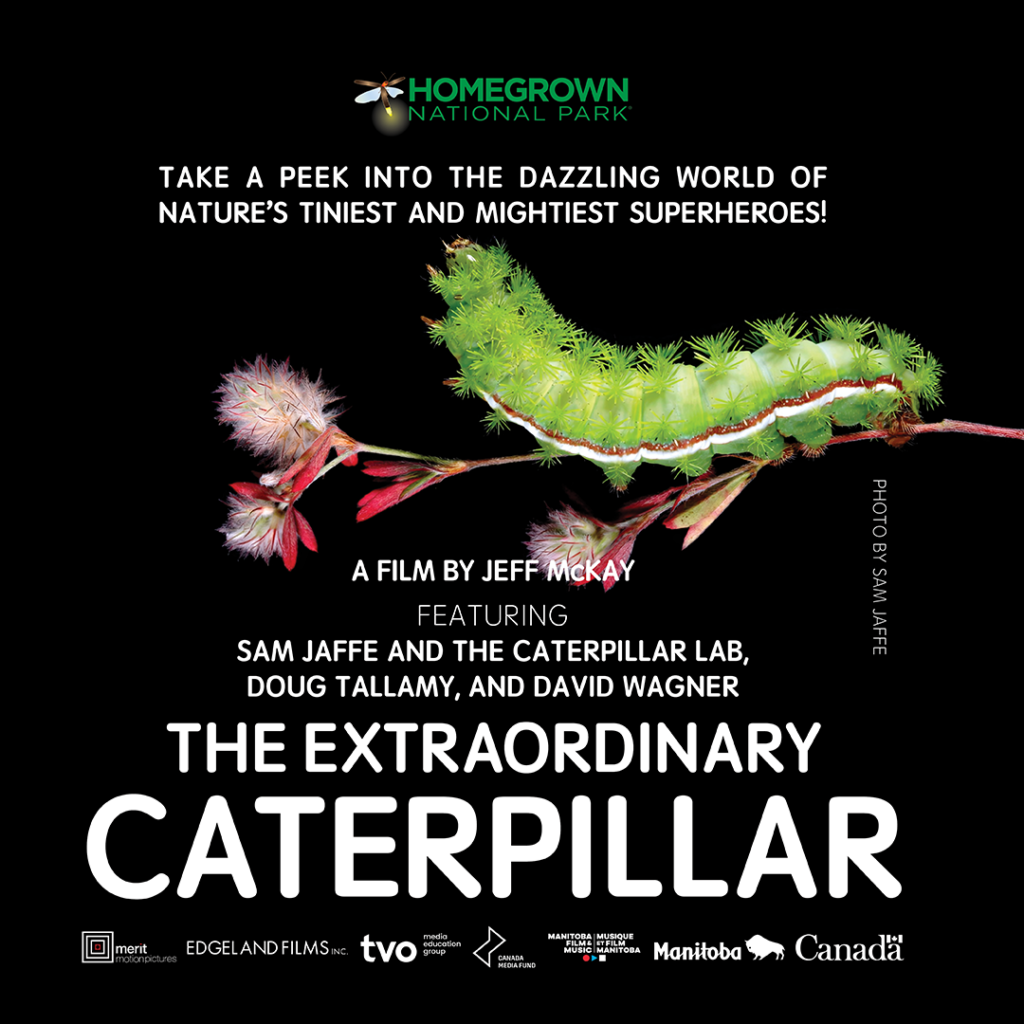 Graphic for The Extraordinary Caterpillar video. 