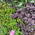 Small globe-like yellow blooms of toothache plant against other summer annuals.