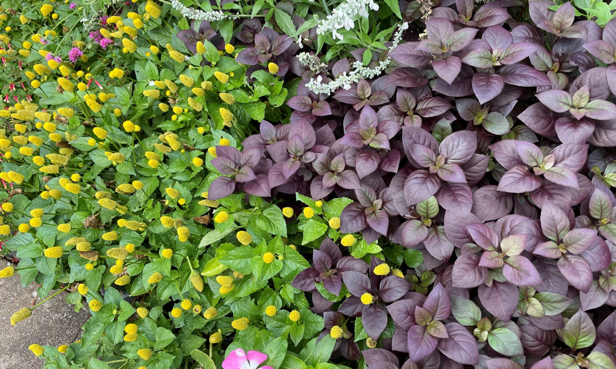 Small globe-like yellow blooms of toothache plant against other summer annuals.