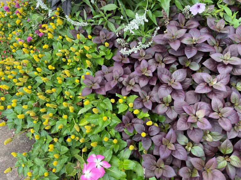 Small globe-like yellow blooms of toothache plant against other summer annuals.