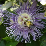 Fringed purple passion flower bloom with bee