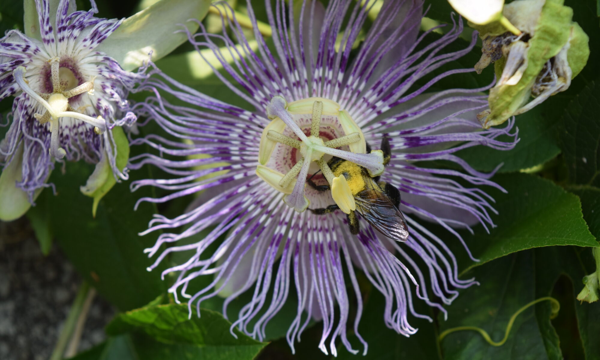 Fringed purple passion flower bloom with bee