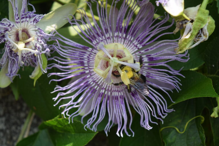Fringed purple passion flower bloom with bee