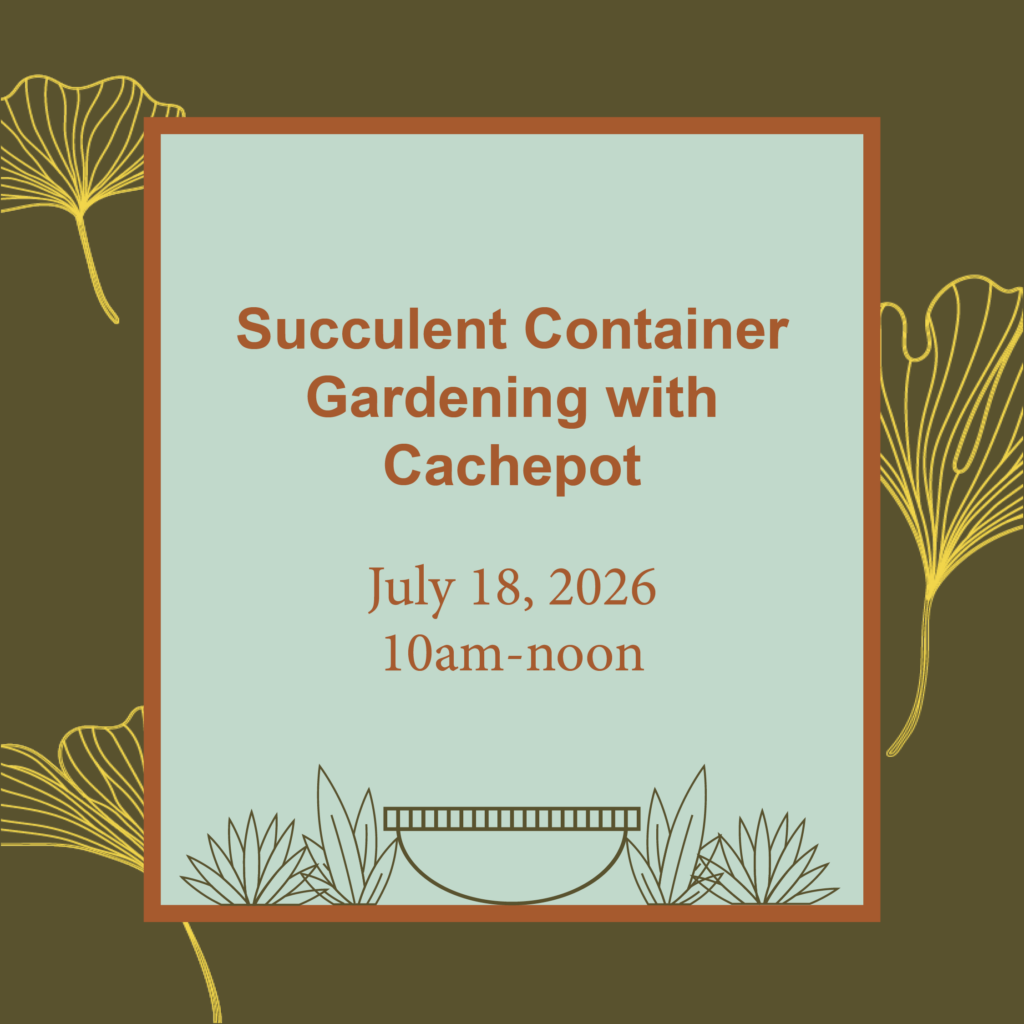 Succulent Container Gardening with Cachepot