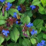 hummingbird moth on plant with bright blue blooms