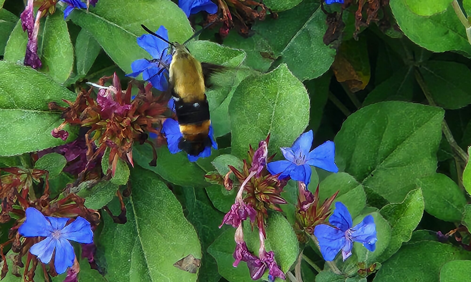 hummingbird moth on plant with bright blue blooms
