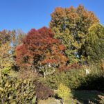 Red leaves on small tree in autumn.
