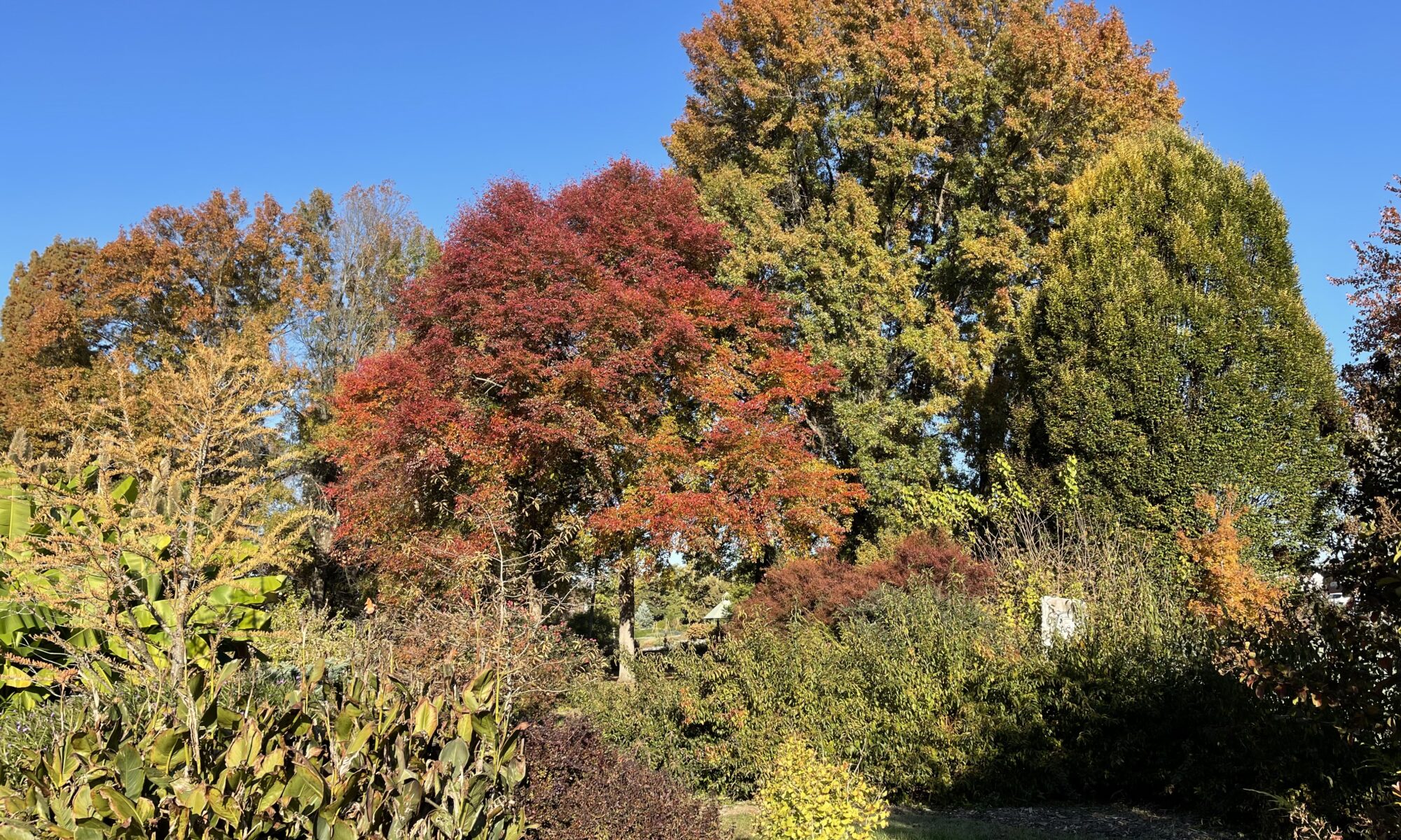 Red leaves on small tree in autumn.