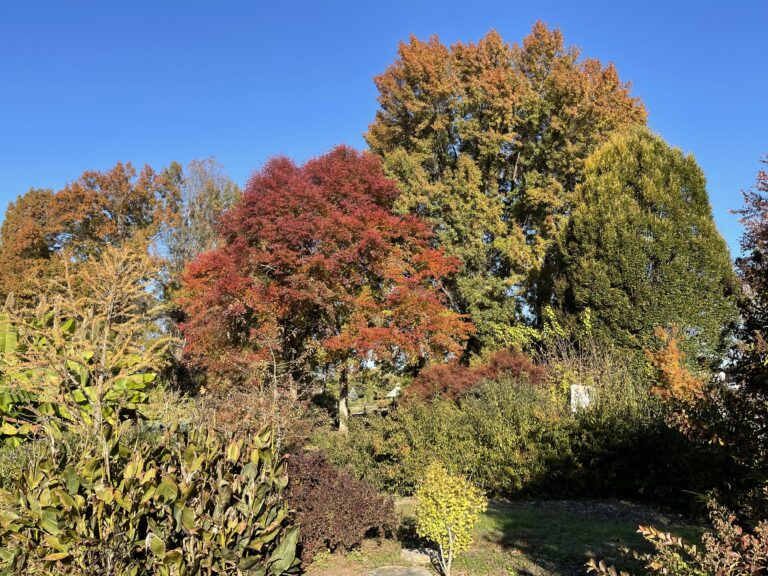 Red leaves on small tree in autumn.
